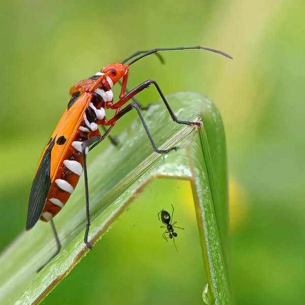 Quelles différences entre insecte rampant volant et xylophage ?